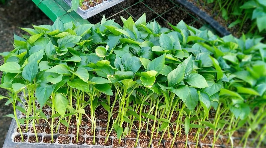 Capsicum Seedling